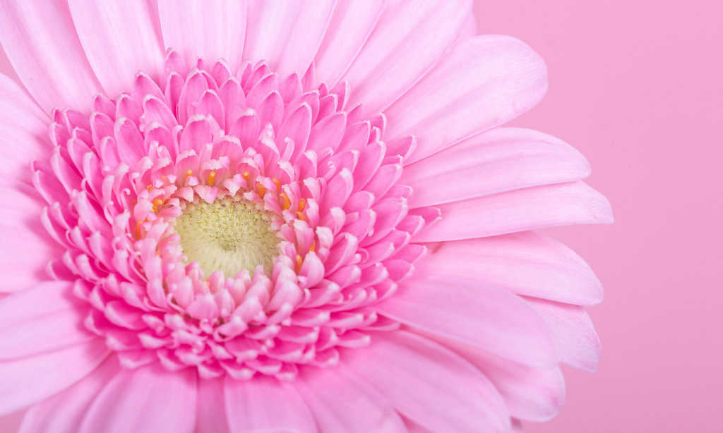 Macro-dahlia-blanc-fond-rose.jpg