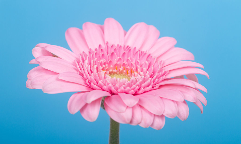 Macro-dahlia-blanc-fond-bleu.jpg