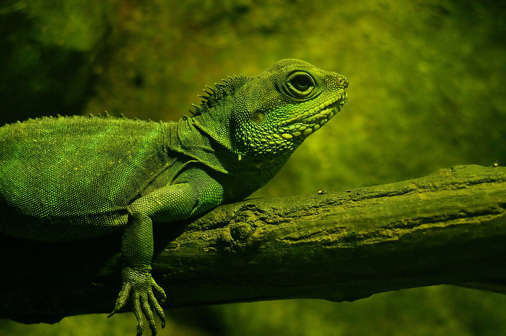 Iguane au repos.